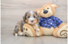 Best Mini Bernedoodle Baby