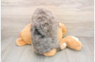Mini Bernedoodle Puppy for Adoption