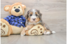 Best Mini Bernedoodle Baby