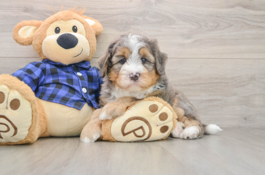 Best Mini Bernedoodle Baby