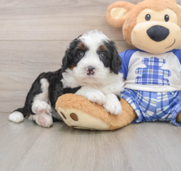 7 week old Mini Bernedoodle Puppy For Sale - Florida Fur Babies