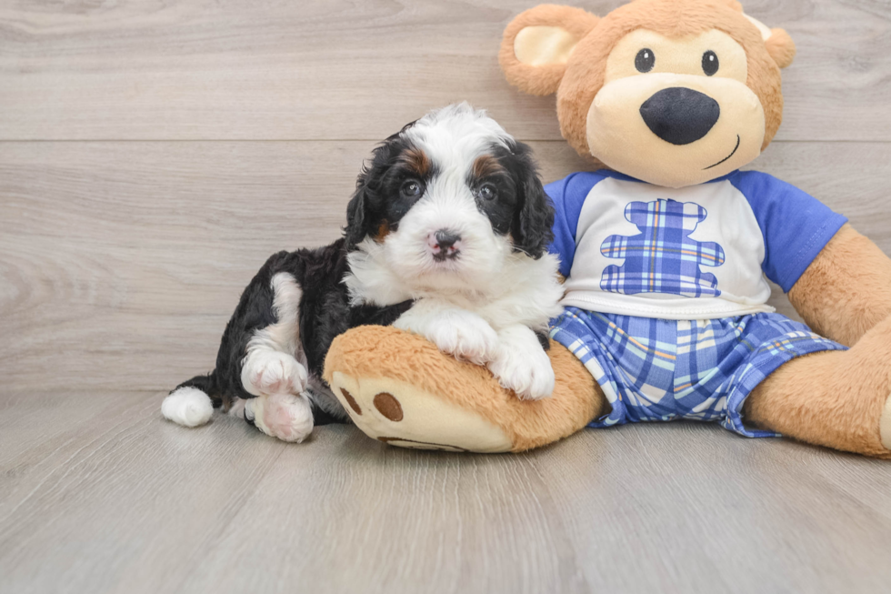 Mini Bernedoodle Puppy for Adoption