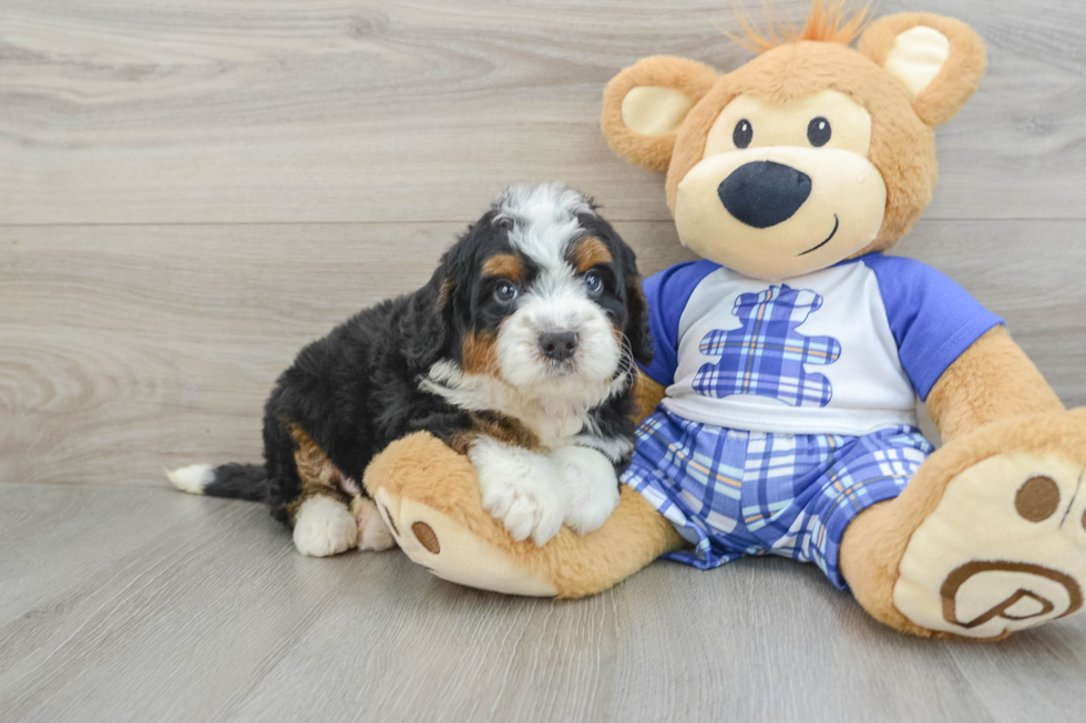 Petite Mini Bernedoodle Poodle Mix Pup