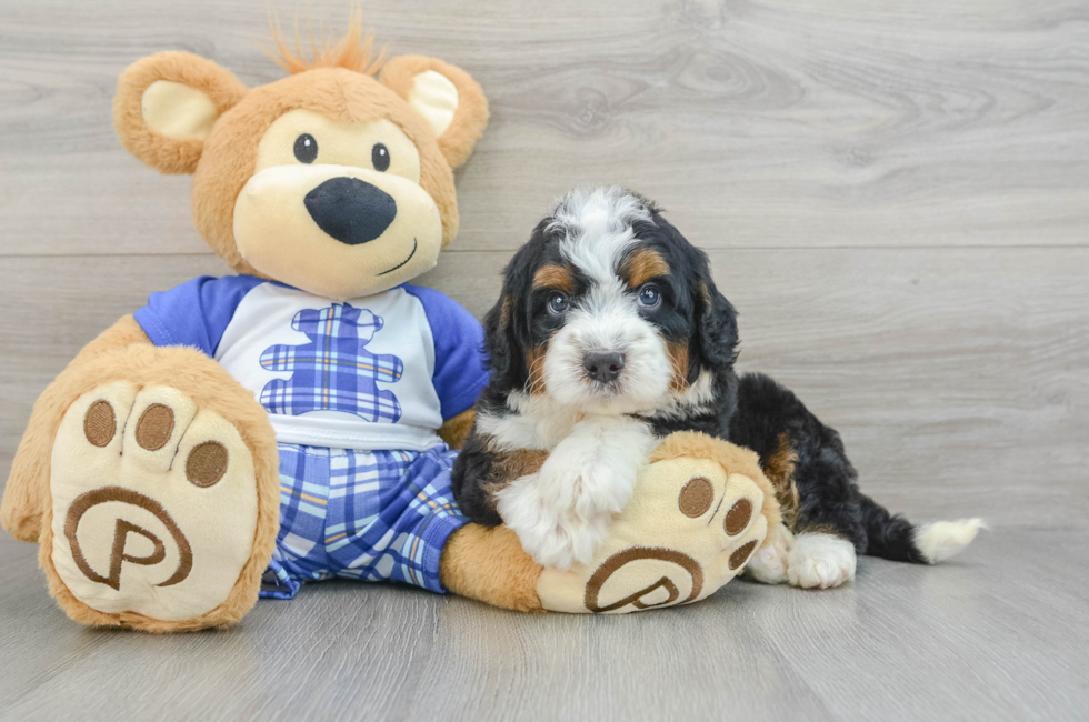 6 week old Mini Bernedoodle Puppy For Sale - Florida Fur Babies