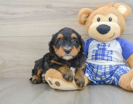 7 week old Mini Bernedoodle Puppy For Sale - Florida Fur Babies