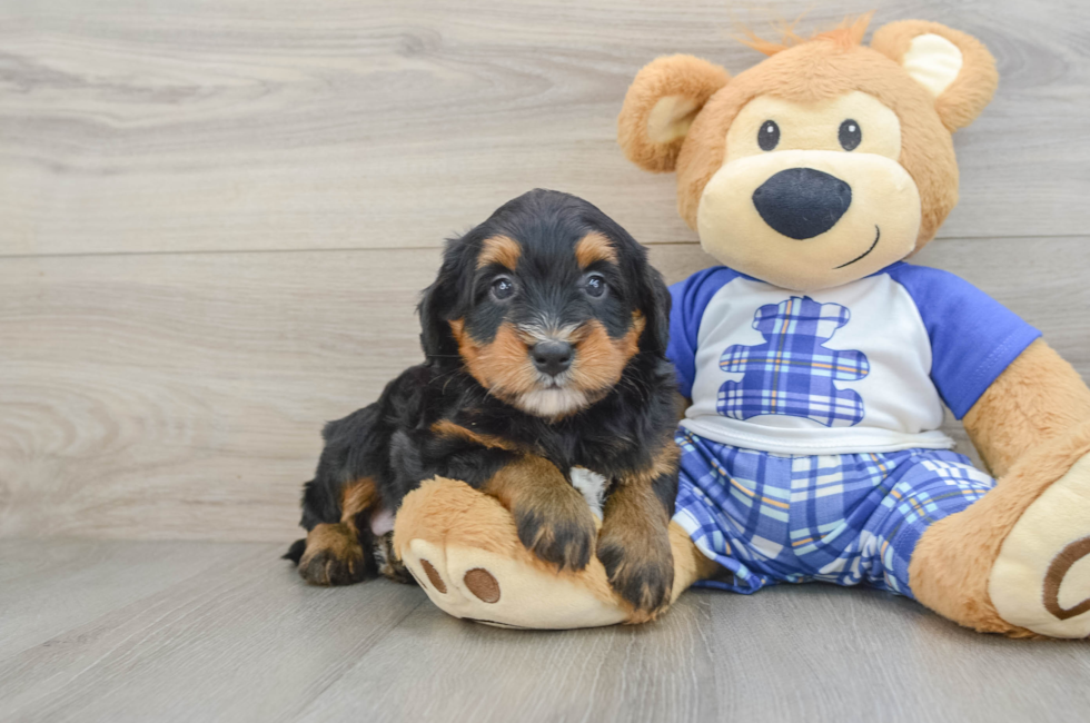 6 week old Mini Bernedoodle Puppy For Sale - Florida Fur Babies