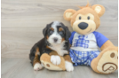 Funny Mini Bernedoodle Poodle Mix Pup