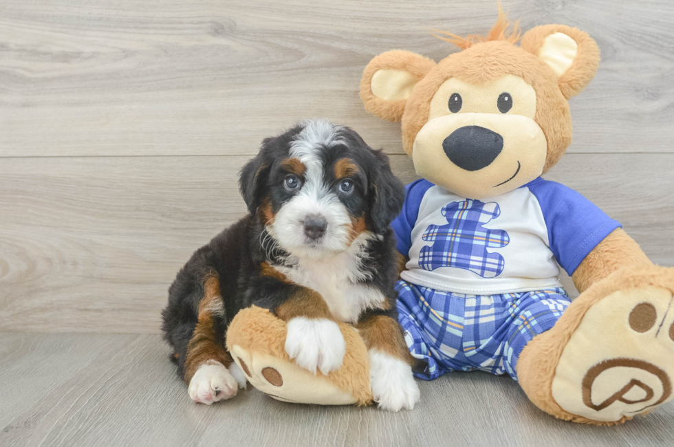 5 week old Mini Bernedoodle Puppy For Sale - Florida Fur Babies
