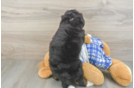 Sweet Mini Bernedoodle Baby