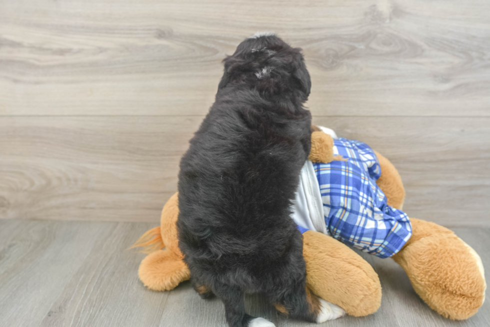 Sweet Mini Bernedoodle Baby