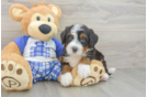 Best Mini Bernedoodle Baby