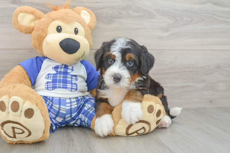 Best Mini Bernedoodle Baby