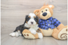 Energetic Mini Bernadoodle Poodle Mix Puppy
