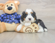 6 week old Mini Bernedoodle Puppy For Sale - Florida Fur Babies