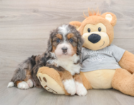 7 week old Mini Bernedoodle Puppy For Sale - Florida Fur Babies