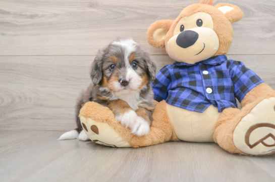 Sweet Mini Bernedoodle Baby