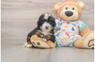 Best Mini Bernedoodle Baby