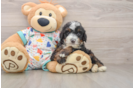 Smart Mini Bernedoodle Poodle Mix Pup