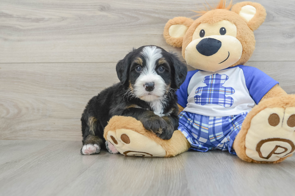 7 week old Mini Bernedoodle Puppy For Sale - Florida Fur Babies