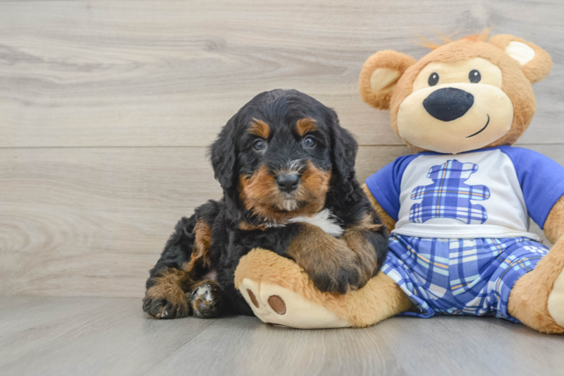 Meet Komodo - our Mini Bernedoodle Puppy Photo 1/3 - Florida Fur Babies