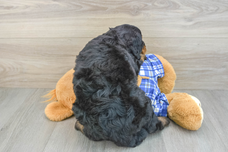 Meet Komodo - our Mini Bernedoodle Puppy Photo 2/3 - Florida Fur Babies