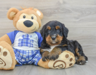 7 week old Mini Bernedoodle Puppy For Sale - Florida Fur Babies