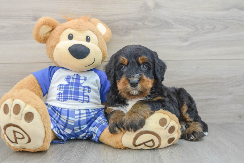Meet Komodo - our Mini Bernedoodle Puppy Photo 3/3 - Florida Fur Babies