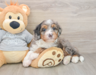 7 week old Mini Bernedoodle Puppy For Sale - Florida Fur Babies