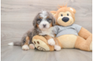 Best Mini Bernedoodle Baby