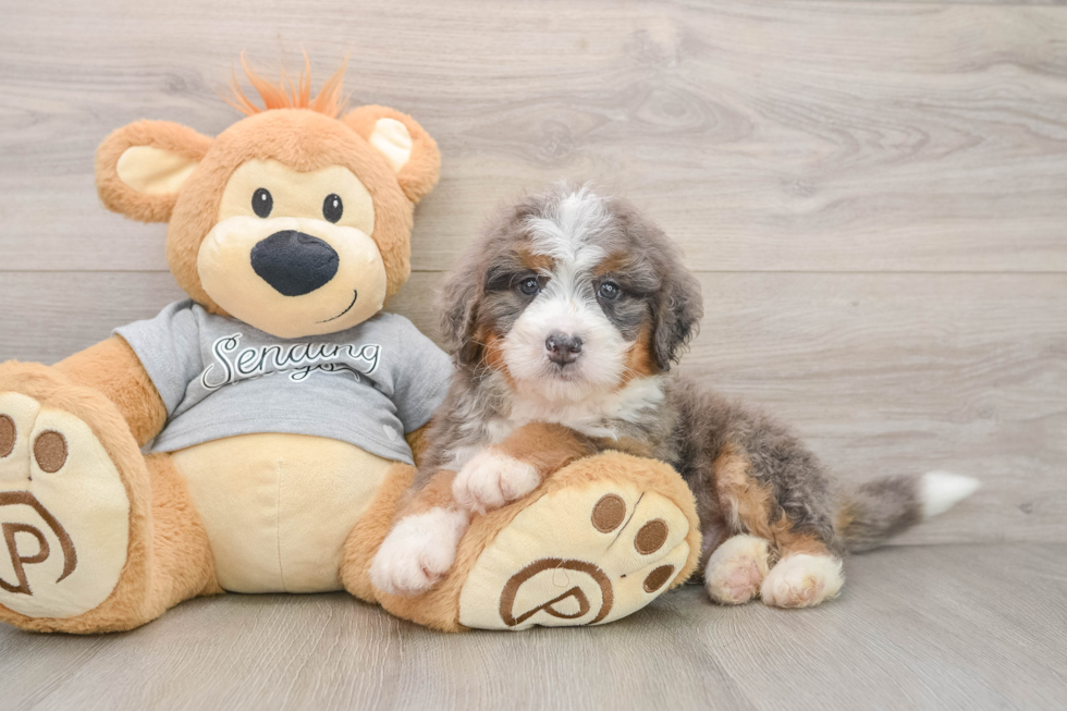 Best Mini Bernedoodle Baby