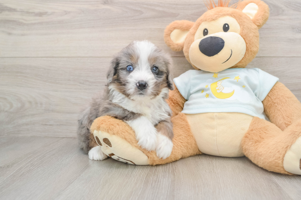 Smart Mini Bernedoodle Poodle Mix Pup