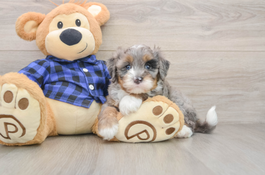 Petite Mini Bernedoodle Poodle Mix Pup