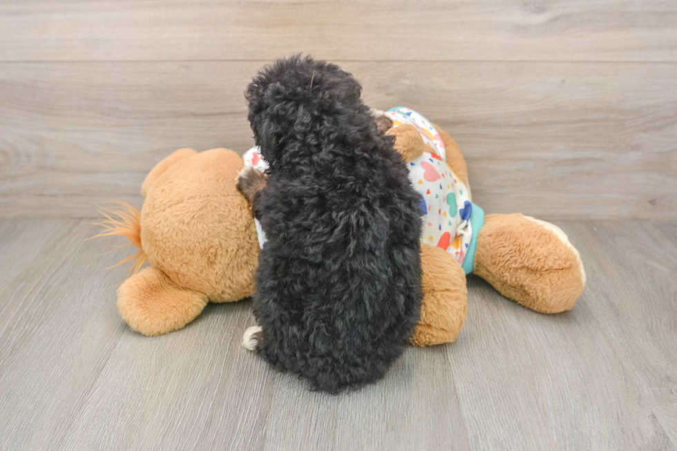 Mini Bernedoodle Pup Being Cute