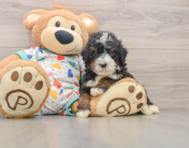 7 week old Mini Bernedoodle Puppy For Sale - Florida Fur Babies
