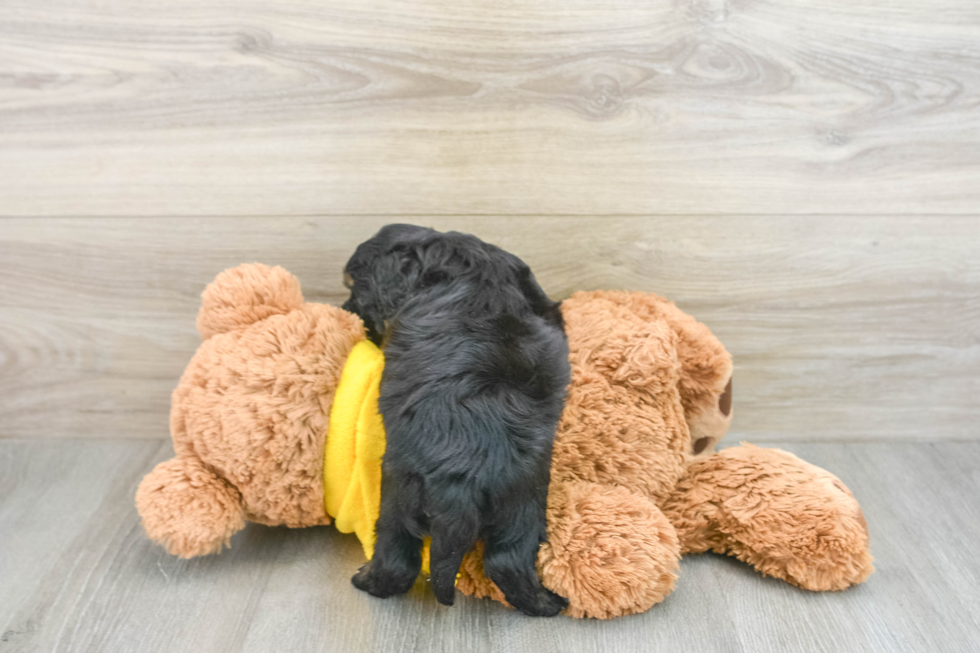 Energetic Mini Bernesepoo Poodle Mix Puppy