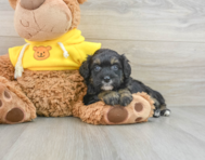 6 week old Mini Bernedoodle Puppy For Sale - Florida Fur Babies