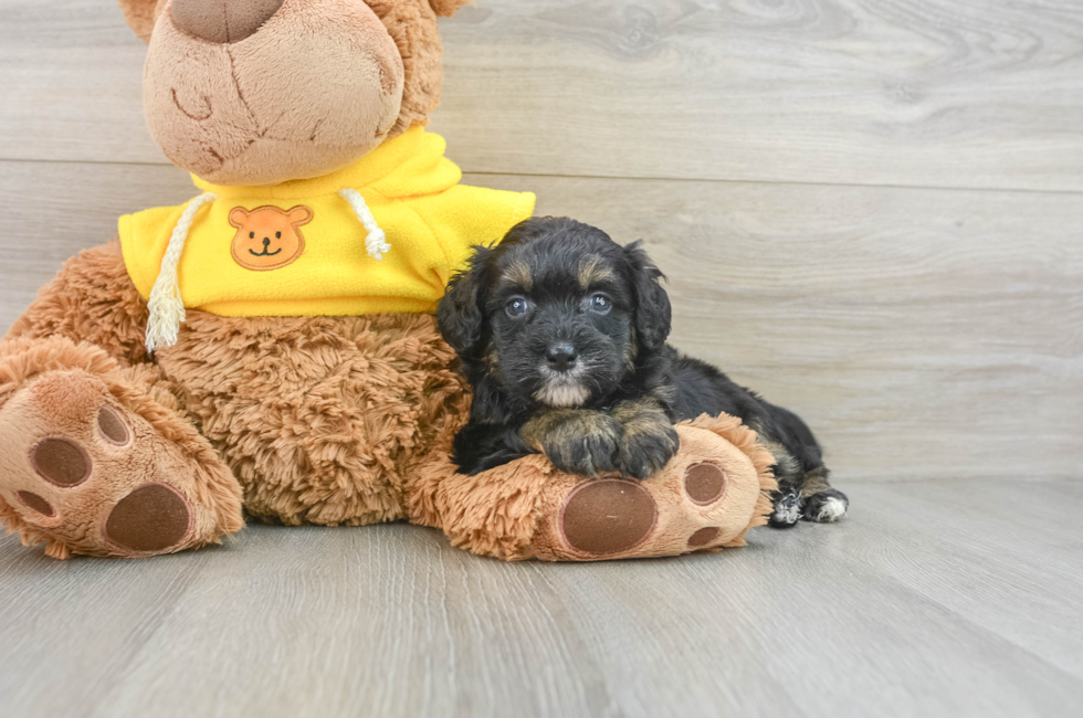 5 week old Mini Bernedoodle Puppy For Sale - Florida Fur Babies