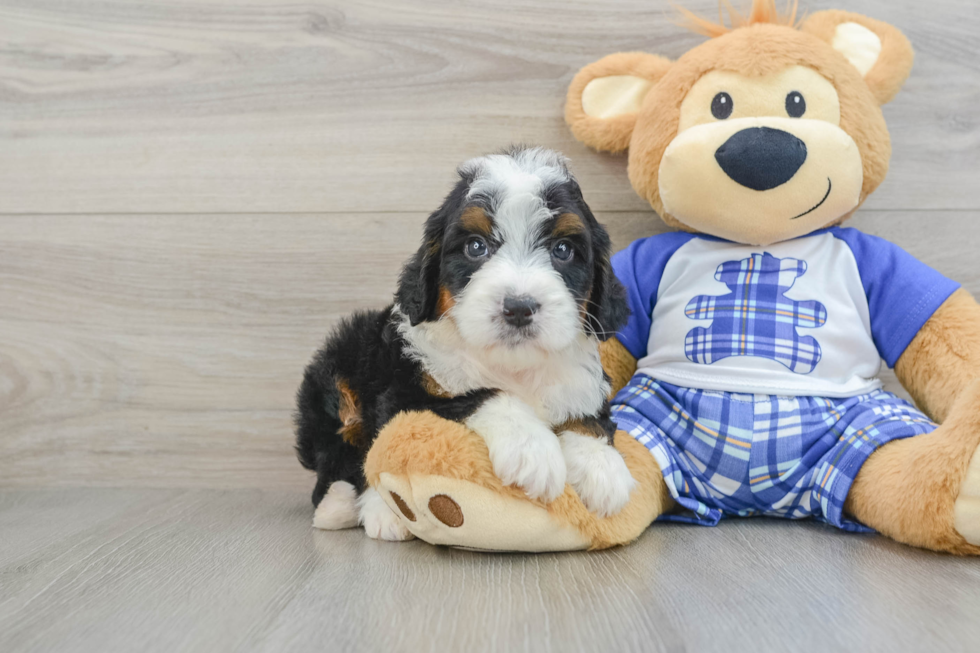 Mini Bernedoodle Pup Being Cute