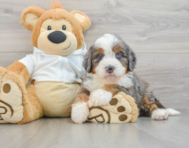 7 week old Mini Bernedoodle Puppy For Sale - Florida Fur Babies