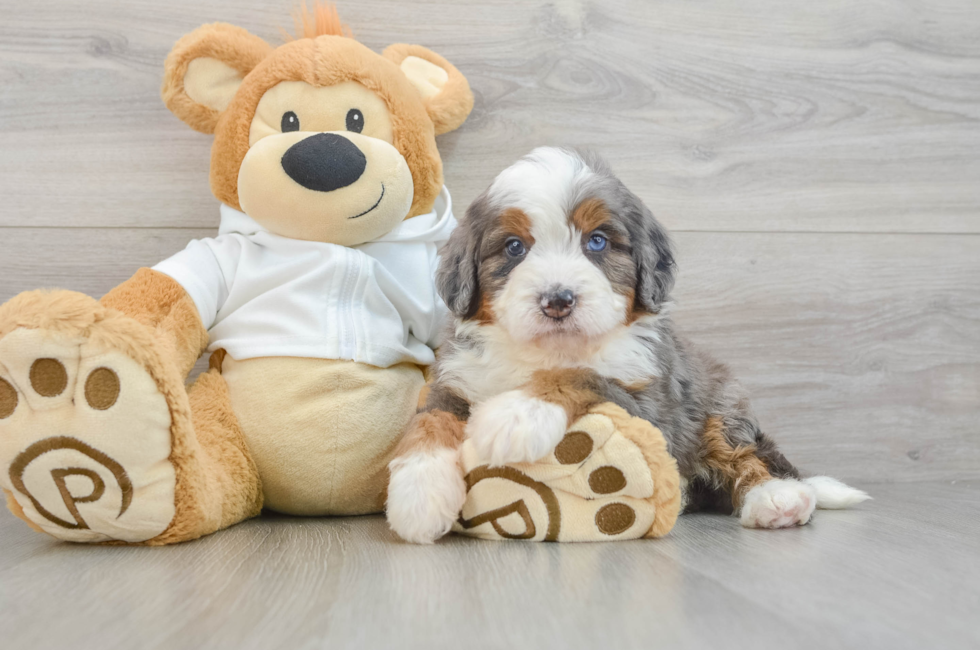 5 week old Mini Bernedoodle Puppy For Sale - Florida Fur Babies