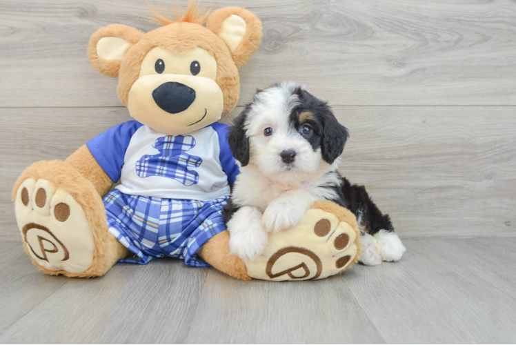 Best Mini Bernedoodle Baby