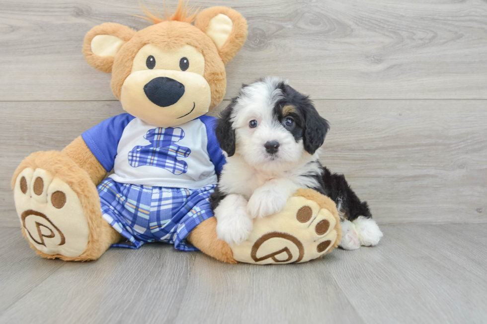 Best Mini Bernedoodle Baby