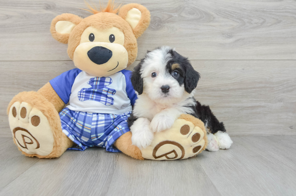 5 week old Mini Bernedoodle Puppy For Sale - Florida Fur Babies