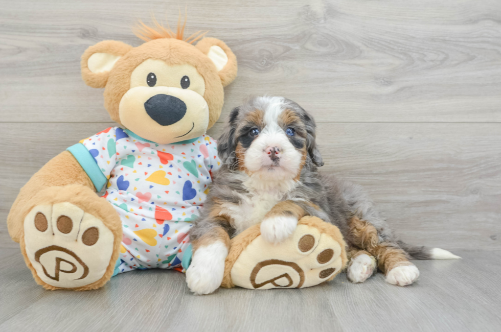 6 week old Mini Bernedoodle Puppy For Sale - Florida Fur Babies