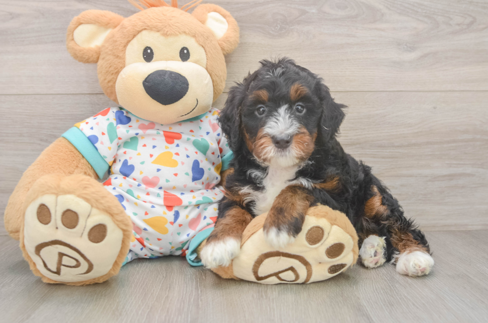 5 week old Mini Bernedoodle Puppy For Sale - Florida Fur Babies