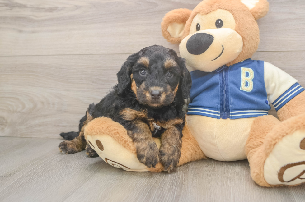 5 week old Mini Bernedoodle Puppy For Sale - Florida Fur Babies