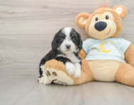 5 week old Mini Bernedoodle Puppy For Sale - Florida Fur Babies