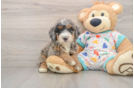Mini Bernedoodle Pup Being Cute
