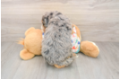 Mini Bernedoodle Puppy for Adoption