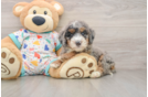 Best Mini Bernedoodle Baby